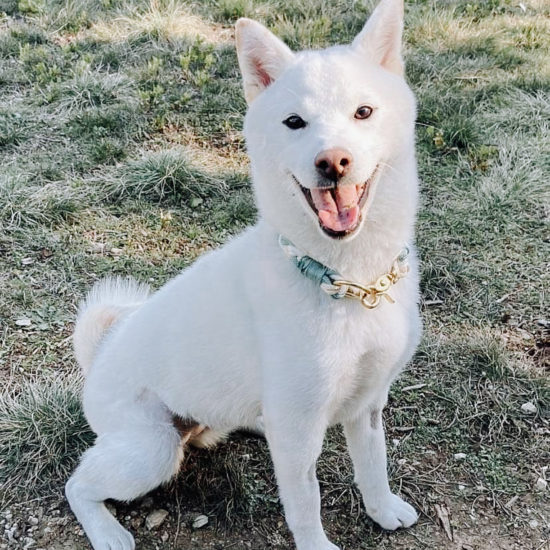 collier tressé shiba inu