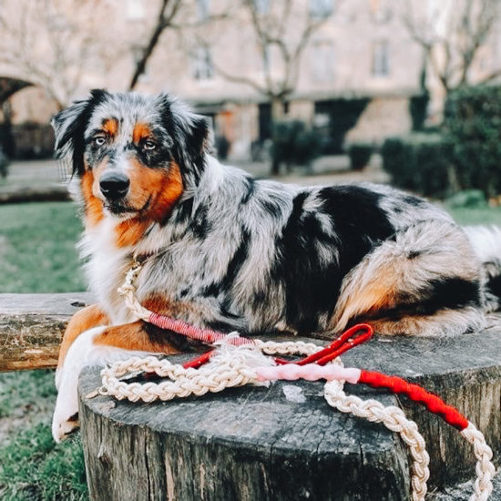 nala berger autralien laisse corde