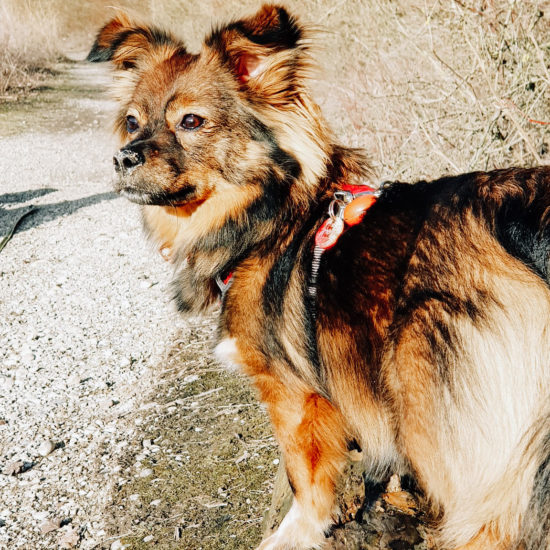 accessoire personnalisé chien