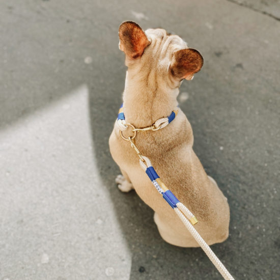 collier personnalisé bouledogue français