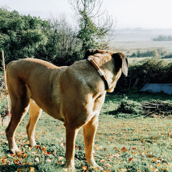 collier cane corso