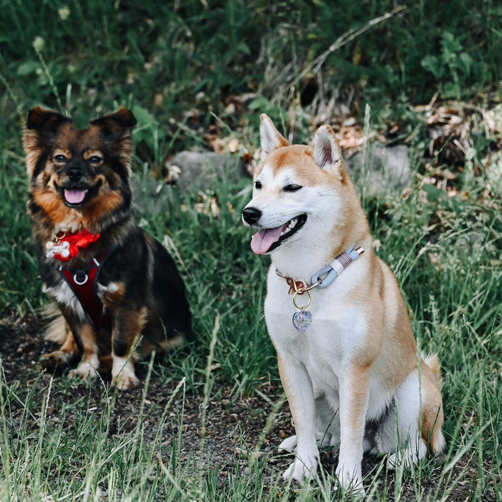 ROSI DOGS marque accessoires animaux